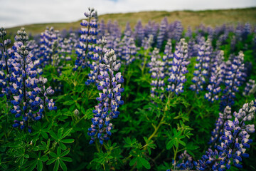Typical Iceland landscape with lupine flowers field. Summer time