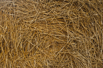 Straw texture background, close up. Close up of straw bale.