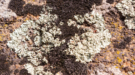 Stone mold texture backdrop photo.