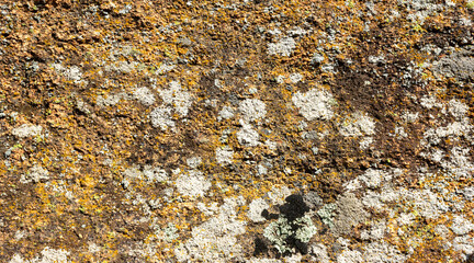 Stone mold texture backdrop photo.