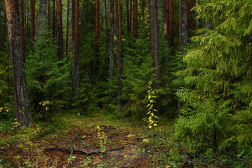 Colors of autumn. Colorful leaves and herbs in early autumn.