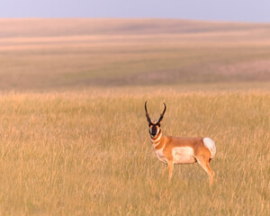 Naklejka na ściany i meble A pronghorn buck stands in Wyoming's evening light.