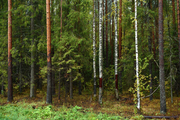 Obraz premium Colors of autumn. Colorful leaves and herbs in early autumn.