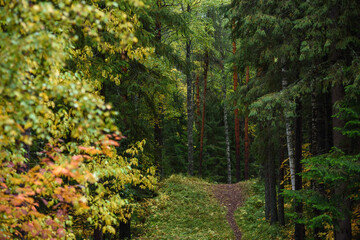Fototapeta na wymiar A path running in the autumn season in northern forest.
