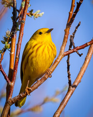 A yellow warbler perches among willow branches in Wyoming.