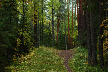 A path running in the autumn season in northern forest.