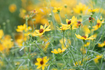 Tickseed Flowers, Coreopsis, Bright Yellow Flowers