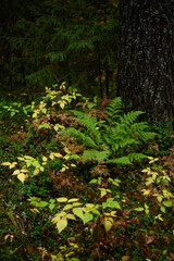 Fototapeta premium Fern leaves close-up in the taiga forest