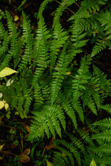 Fern leaves close-up in the taiga forest