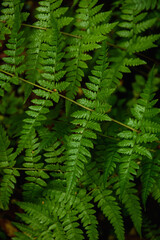 Fern leaves close-up in the taiga forest