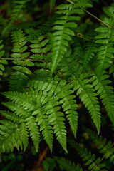 Fototapeta na wymiar Fern leaves close-up in the taiga forest