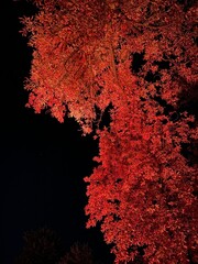 background with splashes. background with flowers. red background. 