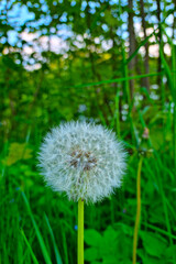 Naklejka premium View of a flowering dandelion in the meadow in the summer.