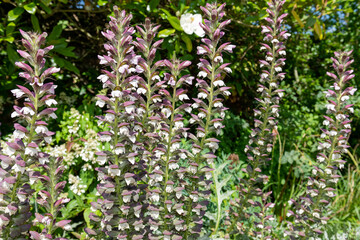 Sea holly (acanthus mollis) flowers in bloom