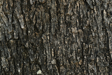 Wild aged olive tree bark texture, wood natural wallpaper pattern background,cilento italy