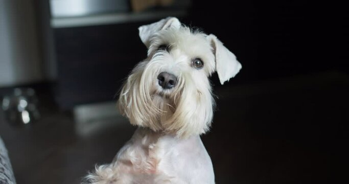 Beauty silver miniature schnauzer terrier dog. Looking at the owner, to the camera. Cute face, close up. Cozy kitchen lifestyle, real life. Handheld shot