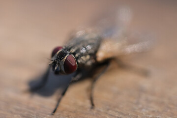Macro shot of a housefly on brown background. Selective focus.