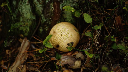 mushroom in the forest