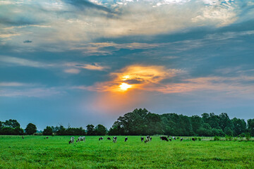 rural landscape, cows in the pasture in early morning.