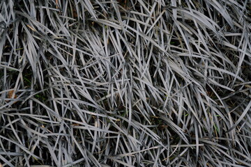 CABALLERO NEGRO (OPHIOPOGON PLANISCAPUS).