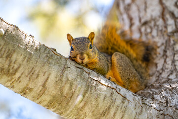 Eastern Fox Squirrel (Sciurus niger) resting on a branch. 