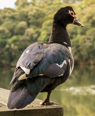 Black duck