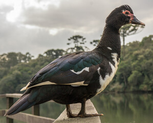 Black duck
