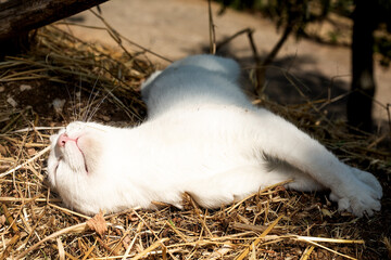 White cat with sleeps outdoors. Pet lays on hay in the sun with. Leisure time concept. Domestic animal in a farm. Sunburning. Copy space. Wild cats. Freedom and independence. Holiday and vacation. 