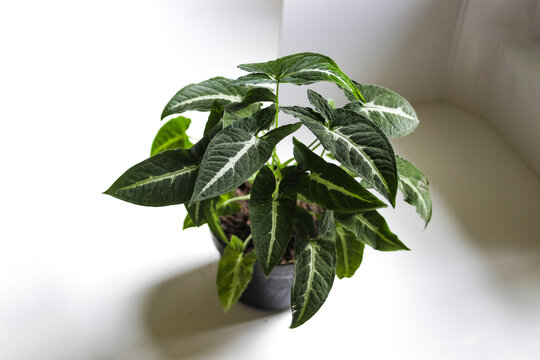 Keladi wedlandi, Caladium houseplant on white background. Close-up view of caladium leaves. houseplant for home decor.