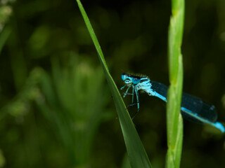 blue dragonfly on a leaf
