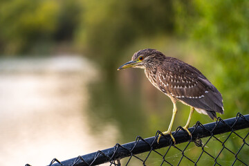 Night heron chick (Nycticorax nycticorax) sits on the fence. 