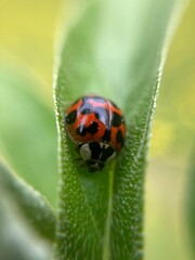 ladybug on a leaf