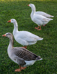 Ducks