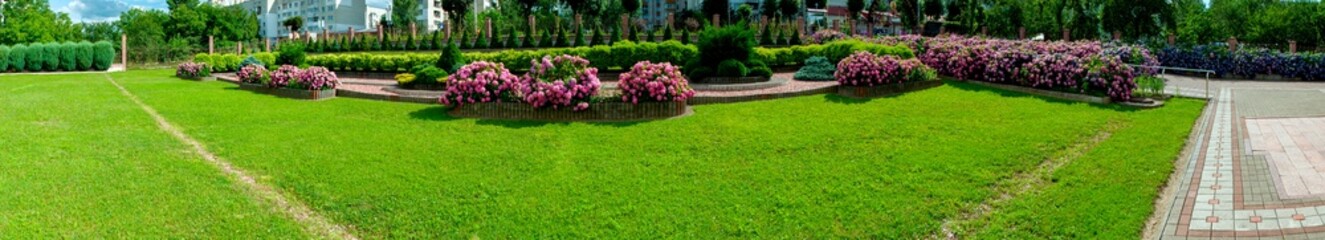 Panorama of hydrangea flowers in a landscape park.