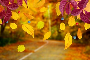 Autumn natural background, colored maple leaves are flying and falling down. Autumnal landscape.