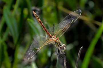 dragonfly on a branch