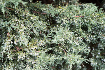 evergreen branches with 