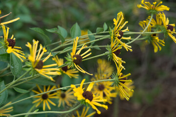 fancy yellow rudbeckia flowers close up