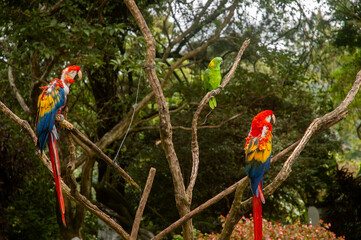 red and yellow macaw and green parrot in Guatemala