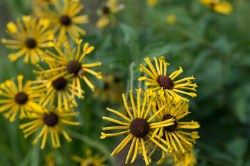 fancy yellow rudbeckia flowers close up