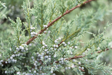 evergreen branches with 