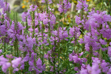 Obraz premium Physostegia virginiana