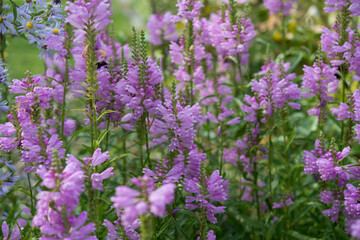 Physostegia virginiana