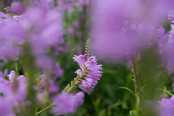 Physostegia virginiana