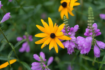 Physostegia virginiana