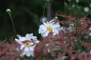 white double Anemones in a garden growing near a ornamental maple 