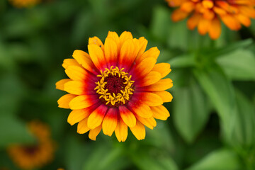 bicolored orange zinnia (heliantheae, asteraceae) on a leafy green background