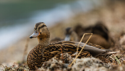 Brown duck sitting on a shore by the lake and looking straight at rhe camera. Close-up photo of young female duck