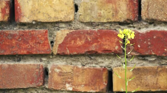 a small flower on a brick wall moving slowly by the wind.