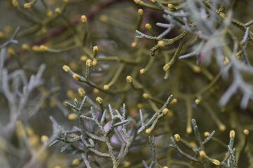Arizona cypress pollen. Cupressus arizonica 'Blue ice'.  Cupressaceae evergreen conifer.